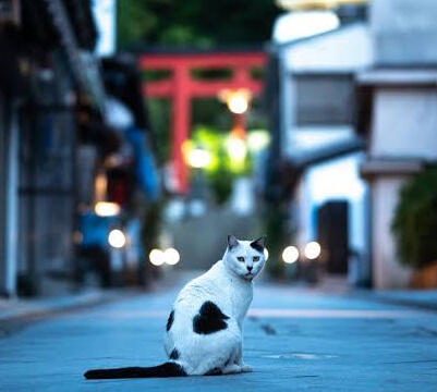 A photo of a calico cat sitting on a street in Japan, looking at the camera. This picture takes you to the about me/byf section